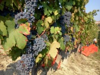 Dolcetto harvest